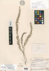 Tomophyllum sesquipinnata