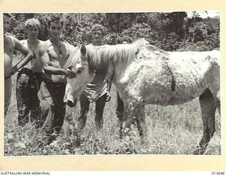 1942-11-23. NEW GUINEA. KOKODA. HORSES WERE USED BY THE JAPANESE TO BRING SUPPLIES FROM BUNA TO KOKODA. HERE ARE SHOWN HORSES IN SHOCKING CONDITION, THE SKIN RUBBED OFF THEIR BACKS THROUGH ..