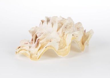 Aaiti (half of clam shell)