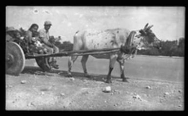 [Adults and children in ox cart]