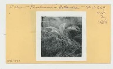 [Rollandia in Hawaii, envelope IE32-088]