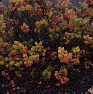 [Vaccinium dentatum close-up in Kilauea, United States]