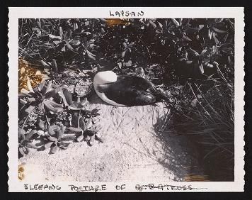 Laysan - photos, undated (no neg)