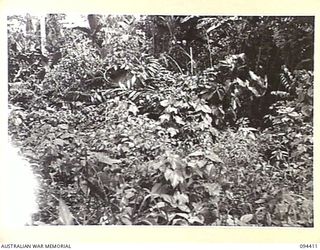 TOROKINA AREA, BOUGAINVILLE. 1945-07-28. M24 GENERAL CHAFFEE LIGHT TANKS, CAMOUFLAGED WITH VINES, BREAK OUT OF THE JUNGLE DURING TESTS CONDUCTED FOR THE WAR OFFICE