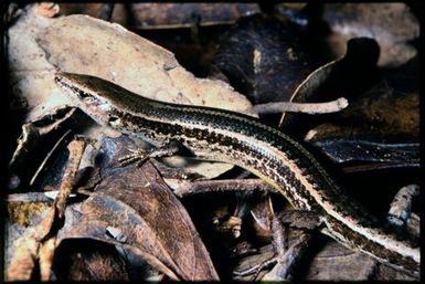 Caledoniscincus austrocaledonicus