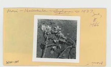 [Sophora in Hawaii, envelope IE24-201]