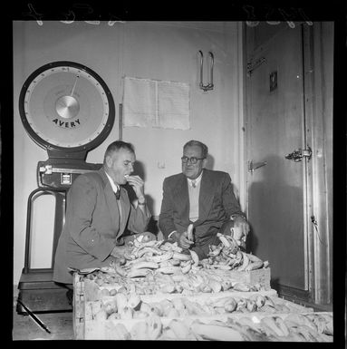 'Samoan ministers tasting Samoan bananas' (caption)