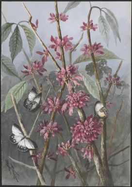 Calycanthus sp. and butterflies, Papua New Guinea, 1916? Ellis Rowan