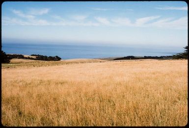 [Coastal landscape, Otago Peninsula]