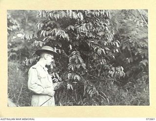 WAU, NEW GUINEA. 1944-04-27. NX191021 LIEUTENANT-COLONEL A. A. CONLON, DIRECTORATE OF ARMY RESEARCH, EXAMINES COFFEE BEANS AT A PLANTATION WHICH HAD BEEN NEGLECTED DURING JAPANESE OCCUPATION OF THE ..