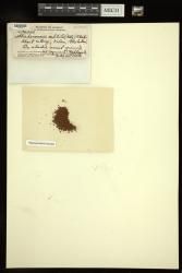 Stichococcus subtilis
