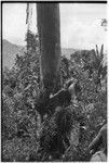 Pig festival, stake-planting, Tuguma: decorated man rubs fight package on tree to be felled at enemy boundary