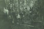 On patrol, tying up loads in forest near Kiunga, [Papua New Guinea], 1952