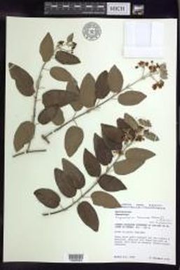 Stigmaphyllon taomense