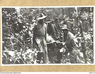 CANNING'S SADDLE, NEW GUINEA. 1944-01-21. STRETCHER BEARERS BRINGING WOUNDED OF THE 2/12TH INFANTRY BATTALION THROUGH THICK JUNGLE TO THE ADVANCED REGIMENTAL AID POST DURING THE ACTION ON MOUNT ..