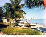 Boats and palms on a beach, probably on Rongelap Atoll, summer 1964