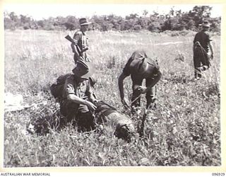 KAHILI, BOUGAINVILLE. 1945-09-10. MEMBERS OF HEADQUARTERS 2 CORPS UNSTRAPPING THE "STORPEDOES" (STORES IN TORPEDO SHAPED CONTAINERS) WHICH HAVE BEEN DROPPED BY PARACHUTE ON THE KAHILI AIRSTRIP FOR ..