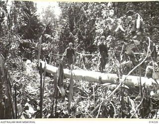 1943-01-25. PAPUA. NEARING THE END OF THE PAPUAN CAMPAIGN AGAINST JAPAN. AN IMPROVISED BRIDGE MADE BY ALLIED TROOPS TO ENABLE CONTACT TO BE MAINTAINED WITH THE RETREATING ENEMY AT SANANANDA. THE ..