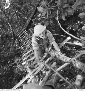 1942-12-16. PAPUA. GONA. FORWARD OBSERVATION OFFICER WITH 55/53RD BATTALION, LIEUTENANT W. M. FINLEY OF NSW, CLIMBS A TREE TO DIRECT FIRE FROM HIS 25 POUNDER GUN. WHEN THE 25 POUNDERS FIRST ARRIVED ..