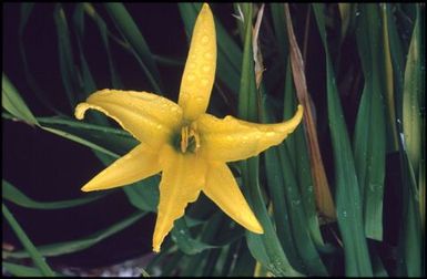 Yellow flower with six petals