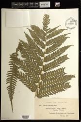 Pteris tripartita