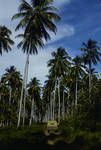 Coconut plantation, Aitape area, Sepik, Oct 1961