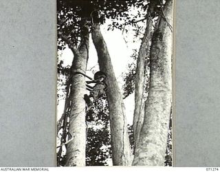 GUSIKA, NEW GUINEA. 1944-03-16. VX106297 SIGNALMAN M. WATKINS (1), OF THE SIGNALS SECTION, HEADQUARTERS, 4TH INFANTRY BRIGADE, USING CLIMBING IRONS WHILE FITTING AMERICAN SIGNAL APPARATUS ISSUED TO ..