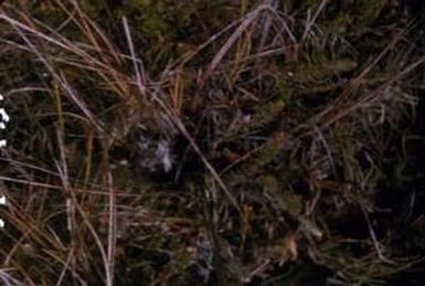 [Unidentified vegetation on the Alakai Swamp Trail, United States]