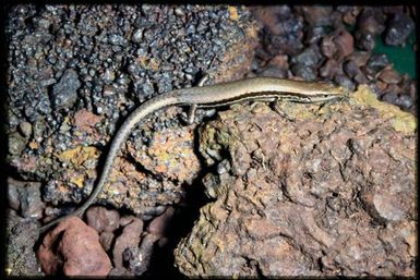 Caledoniscincus haplorhinus