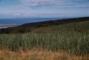 [Sugar cane field and ocean view on Kauai Island, United States]