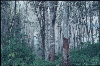 Rubber-tapped trees (Koitaki plantation) : University of Papua New Guinea, Port Moresby, 1970 / Terence and Margaret Spencer