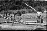 Ambaiat-Windebagu trail: carriers with cargo box cross Aunjang River via fallen tree, watched by Roy Rappaport