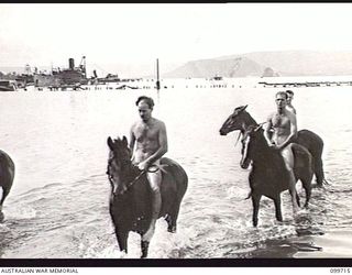 RABAUL, NEW BRITAIN, 1946-01-17. HORSES FROM THE RABAUL RACE CLUB STABLES BEING EXERCISED IN SIMPSON HARBOUR BY THEIR TRAINERS