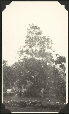 Large tree, Samoa, 1929 / C.M. Yonge