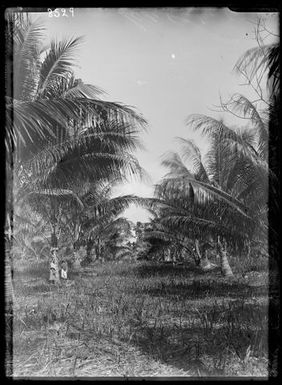 Avenue of Palms
