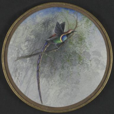 Bird of paradise with a blue feathered tail, Papua New Guinea, 1917 / Ellis Rowan