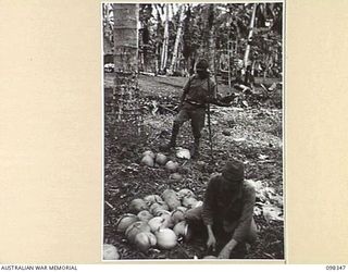 MUSCHU ISLAND, NEW GUINEA. 1945-10-27. JAPANESE SOLDIERS PREPARING COCONUT MEAT FOR FUTURE USE AS FOOD. THEY DRINK THE MILK FROM THE NUT, CUT OUT THE MEAT, SHRED IT UP AND LAY IT OUT TO DRY, THEN ..