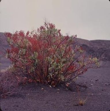 [Rumex skottsbergii at Kilauea, United States]
