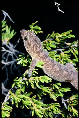 Gecko sp.