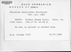 Thuidium hawaiense