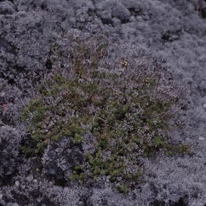 [Dubautia scabra on Saddle Road, United States]
