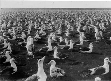 Laysan Albatross