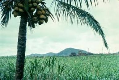 [Coconut Tree and Sugar Cane Field at Lihue]