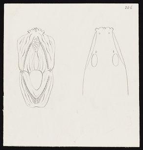 Drawings of Muraenoids (two drawings removed to Box 8)