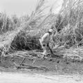 United States, Ewa sugar plantation worker harvesting sugarcane