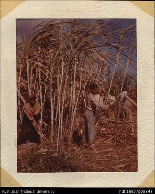 Cutting cane