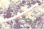 Guam kingfisher seated on a branch in the sun in its habitat at Miami Metrozoo