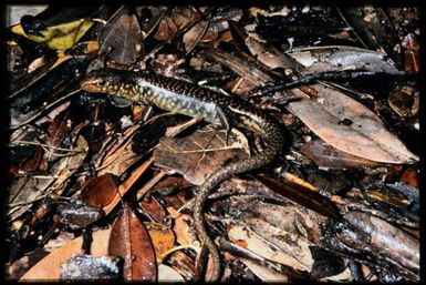 Skink sp.