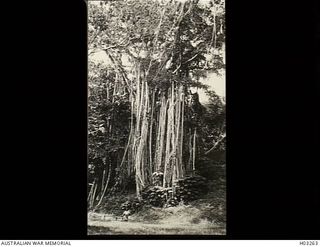 Rabaul, New Britain. c. 1915. A Ficus Retusa tree in the Botanic Gardens. This tree has at least three common names, Chinese Banyan, Indian Laurel Fig and Curtain Fig