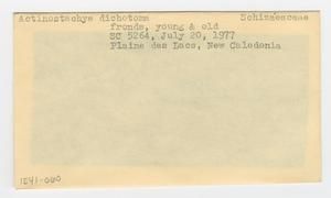 [Actinostachys dichotoma in New Caledonia, envelope IE41-060]